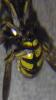 349439 – Photo : Cyril Poissonnet – France (85)